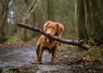 dog health supplements