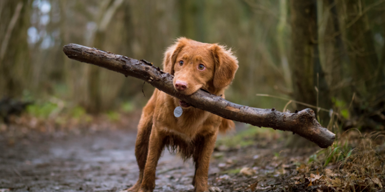 dog health supplements