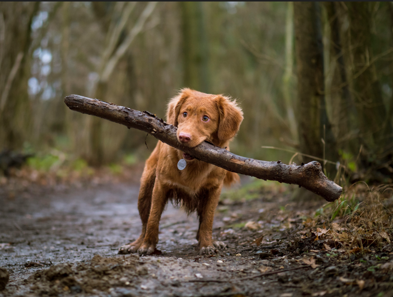 dog health supplements